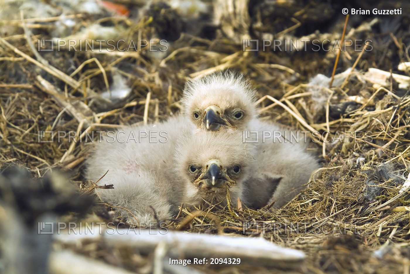Bald Eagle Chicks Sitting In A Nest On Middleton Island In The Gulf Of Alaska, ...