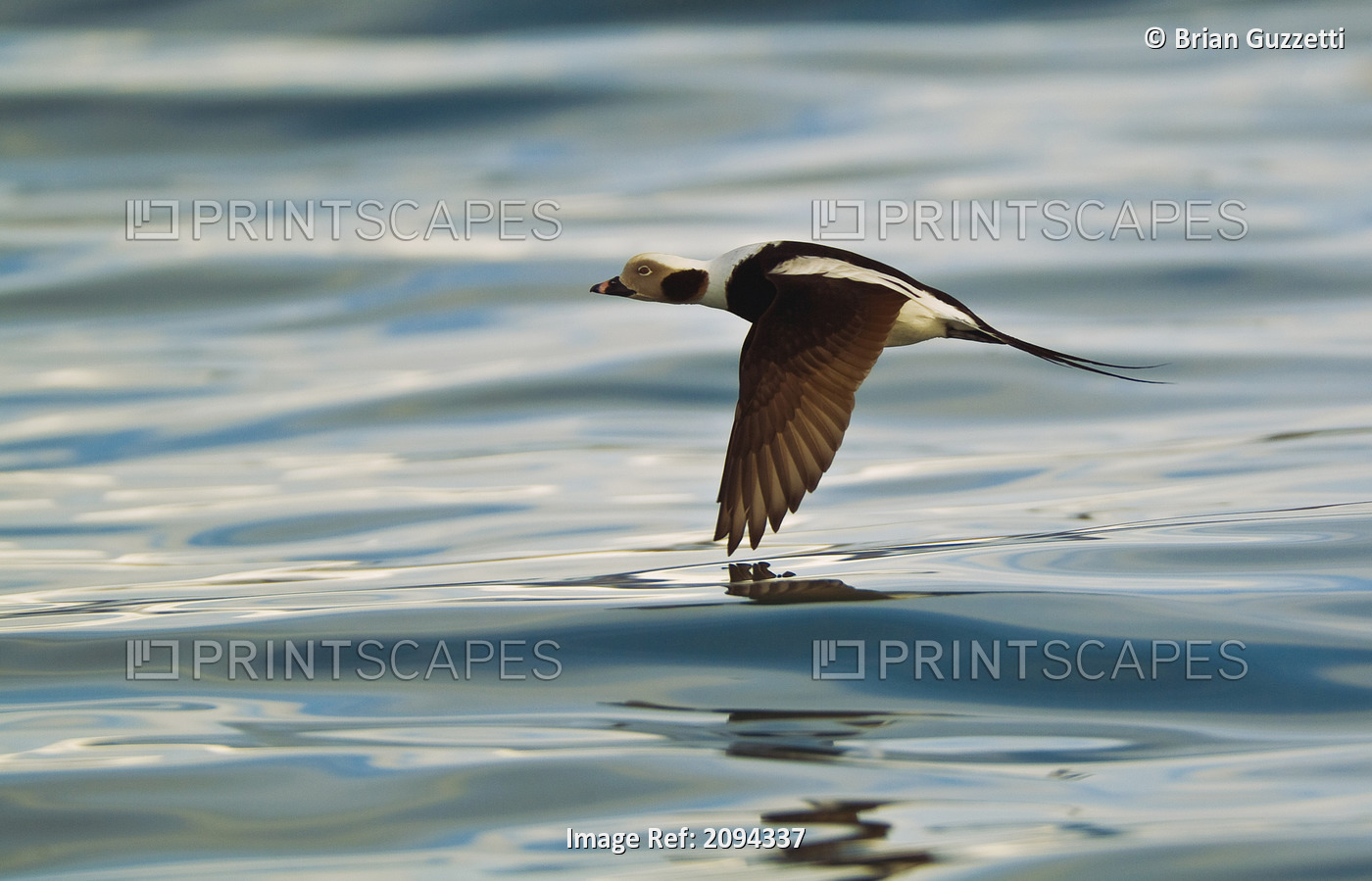 A Male Long-Tailed Duck In Winter Plumage In Flight Over Kachemak Bay Along The ...