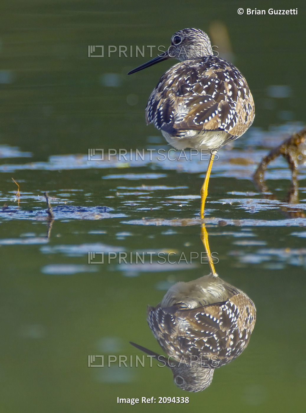 A Lesser Yellowlegs Standing On One Leg Is Reflected In The Still Water Of ...