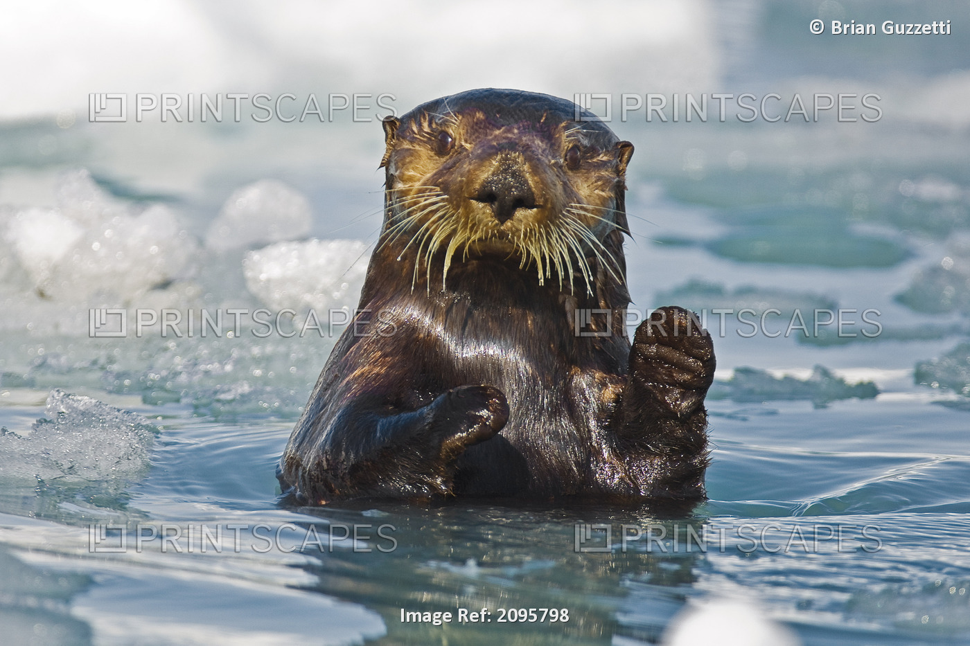 A Sea Otter Swimming Amongst Sea Ice In Harriman Fjord, Prince William Sound, ...