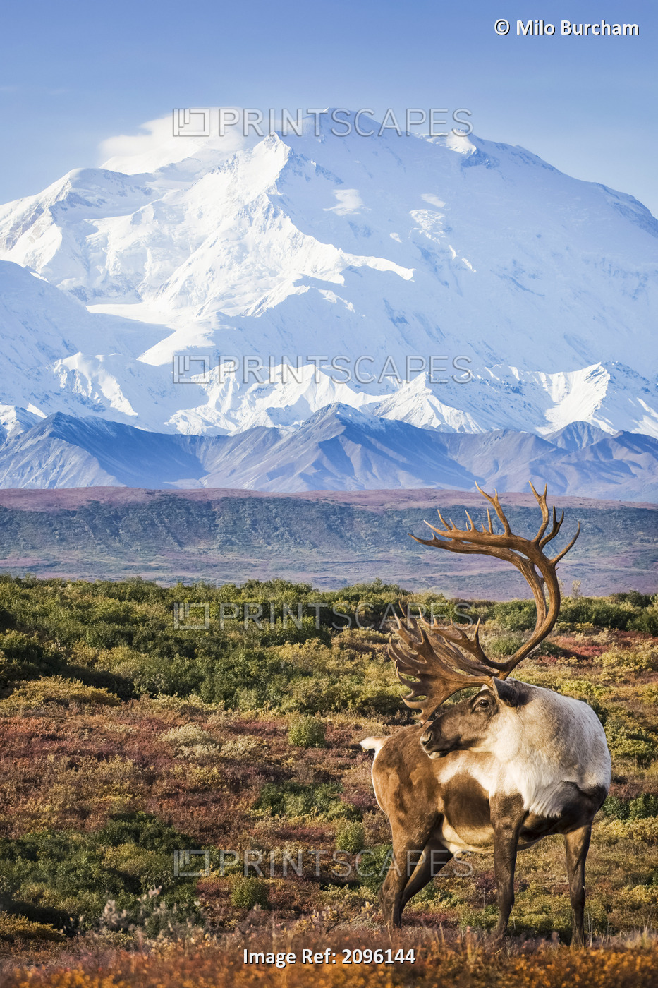 Caribou Bull Standing On A Ridgeline With Mt. Mckinley And Denali National Park ...