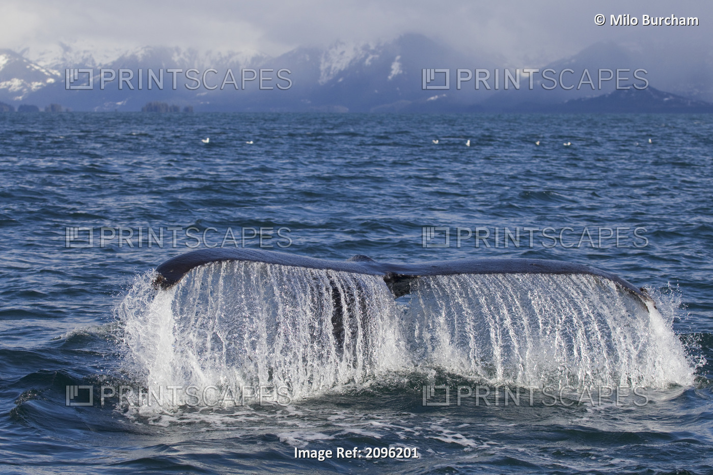 Humpback Whale Fluking With Water Cascading From Tail With Snowcappped Chugach ...