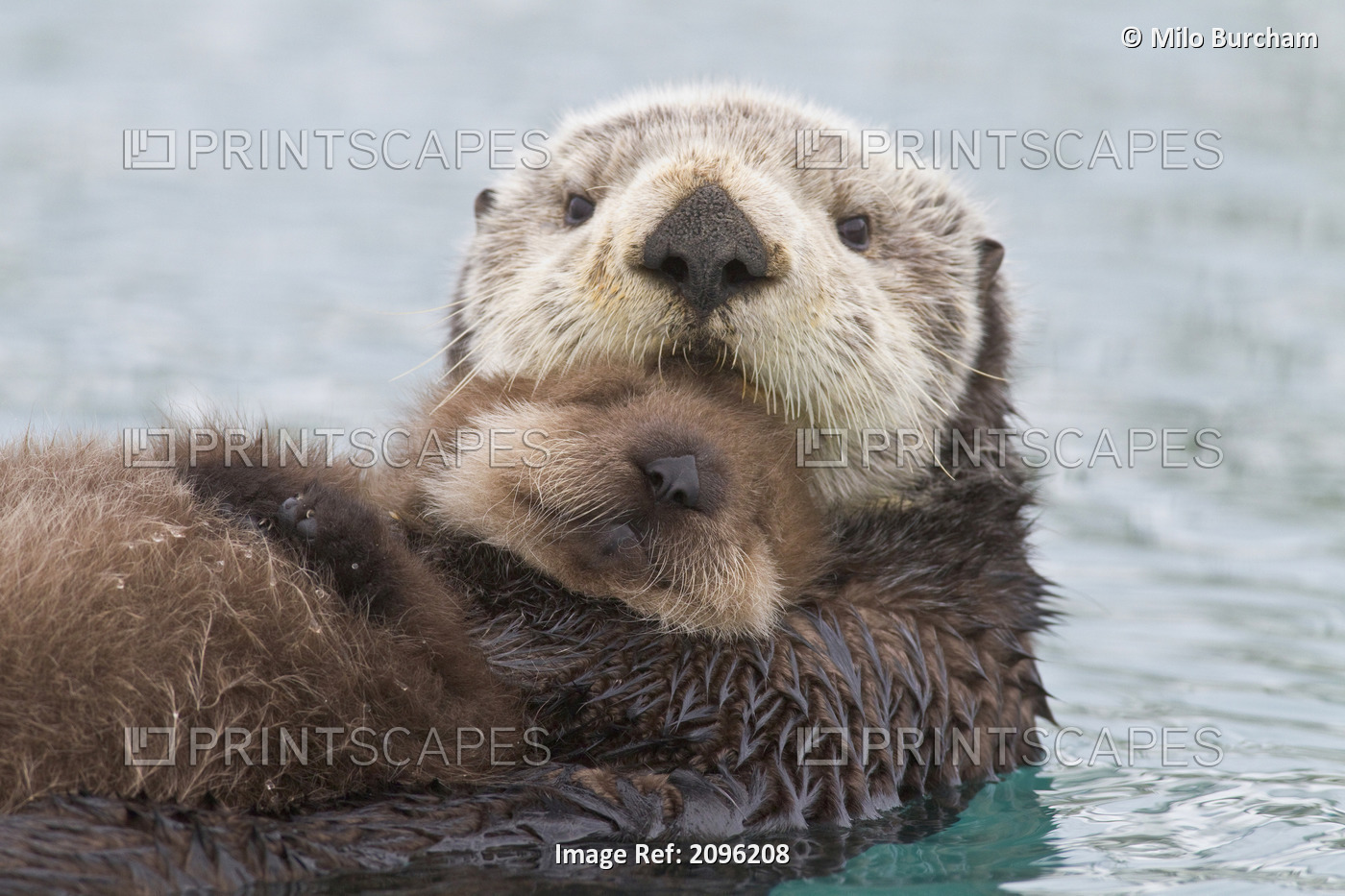 Female Sea Otter Holding Newborn Pup Out Of Water, Prince William Sound, ...