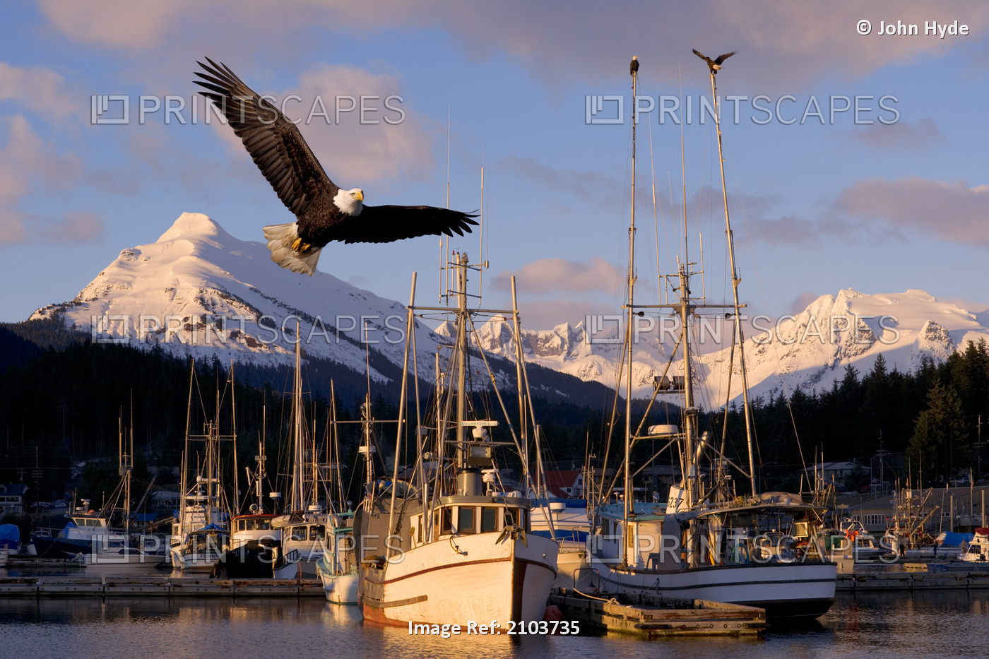 Bald Eagle In Flight Through Auke Bay Boat Harbor Juneau Alaska Composite