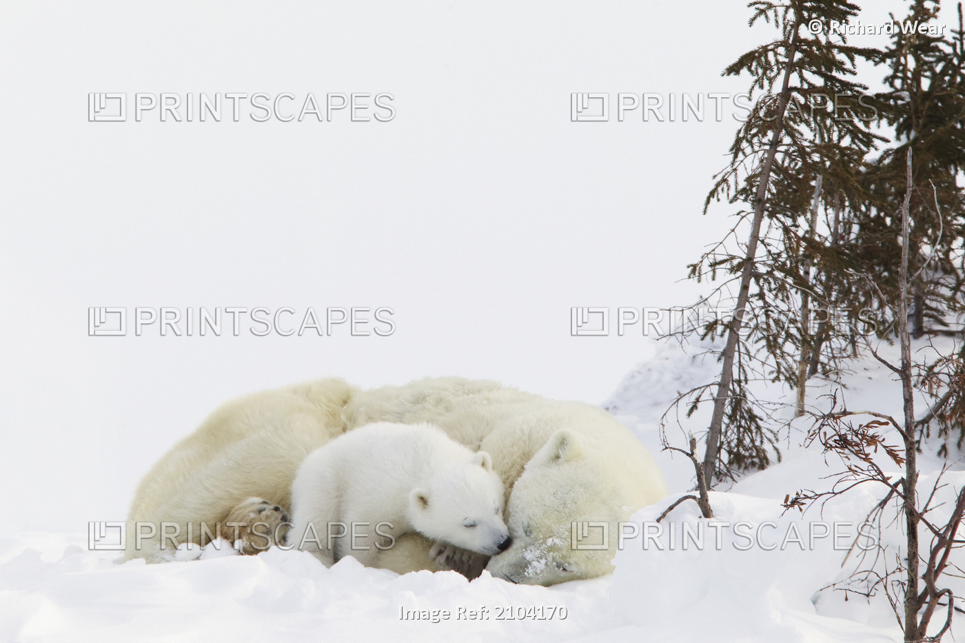 Polar bear (ursus maritimus) cub kisses her mother at wapusk national ...