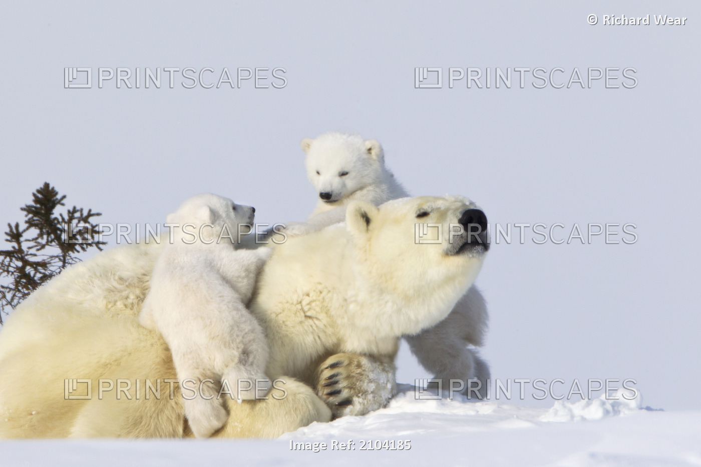 Two polar bear (ursus maritimus) cubs climbing on their mother at wapusk ...