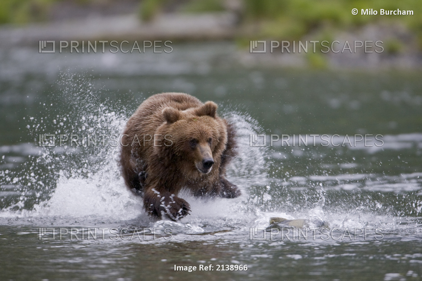 Brown Bear Chases Salmon In A Shallow Stream, Prince William Sound, Chugach ...