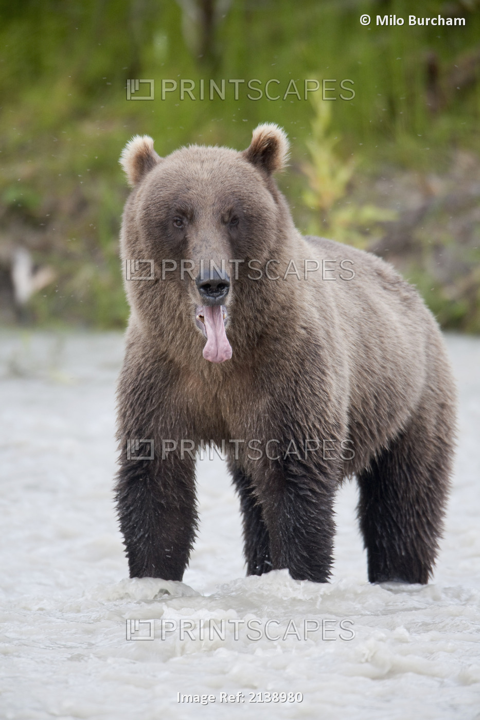 Brown Bear Sticking Out Its Tongue While Standing In The Copper River, Chugach ...