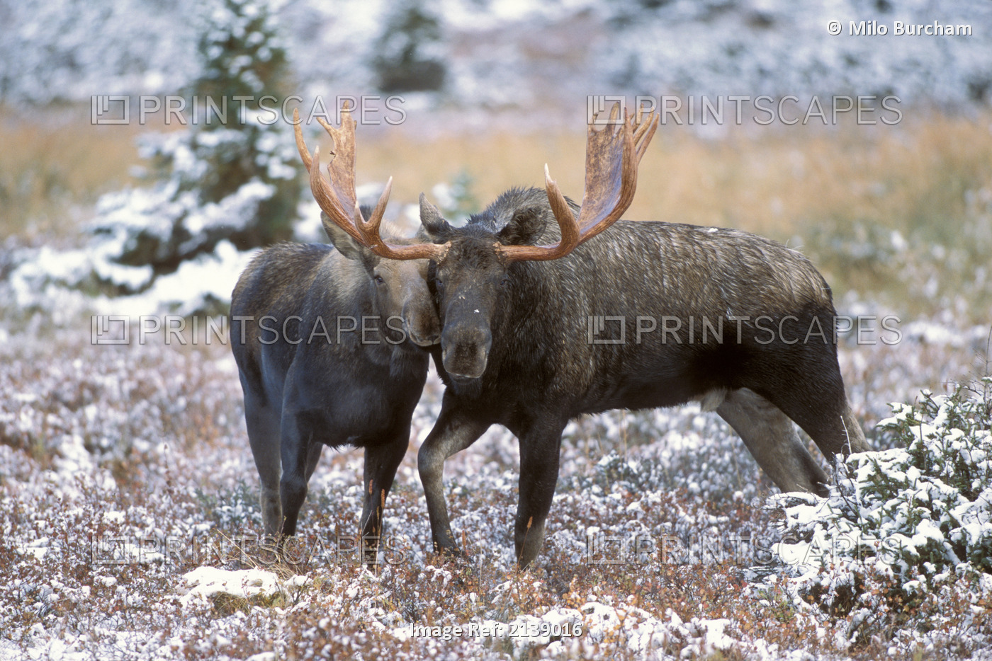Moose Bull And Cow Rubbing Muzzles In Courtship Behavior During Rut, Powerline ...