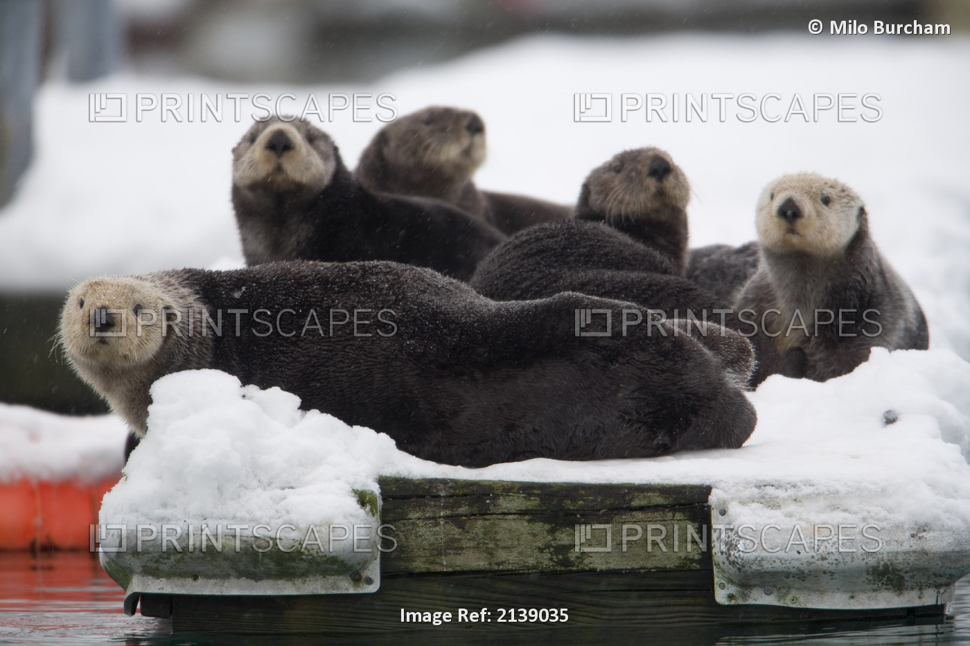 Group Of Sea Otters Hauled Out On A Boat Dock In Valdez Harbor, Prince William ...