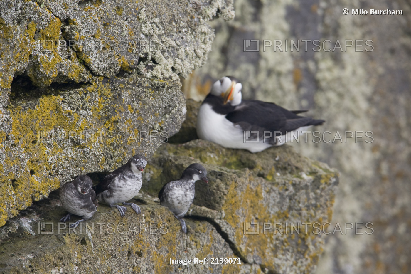 Least Auklets Perched On A Narrow Ledge With Horned Puffin In Background, Saint ...