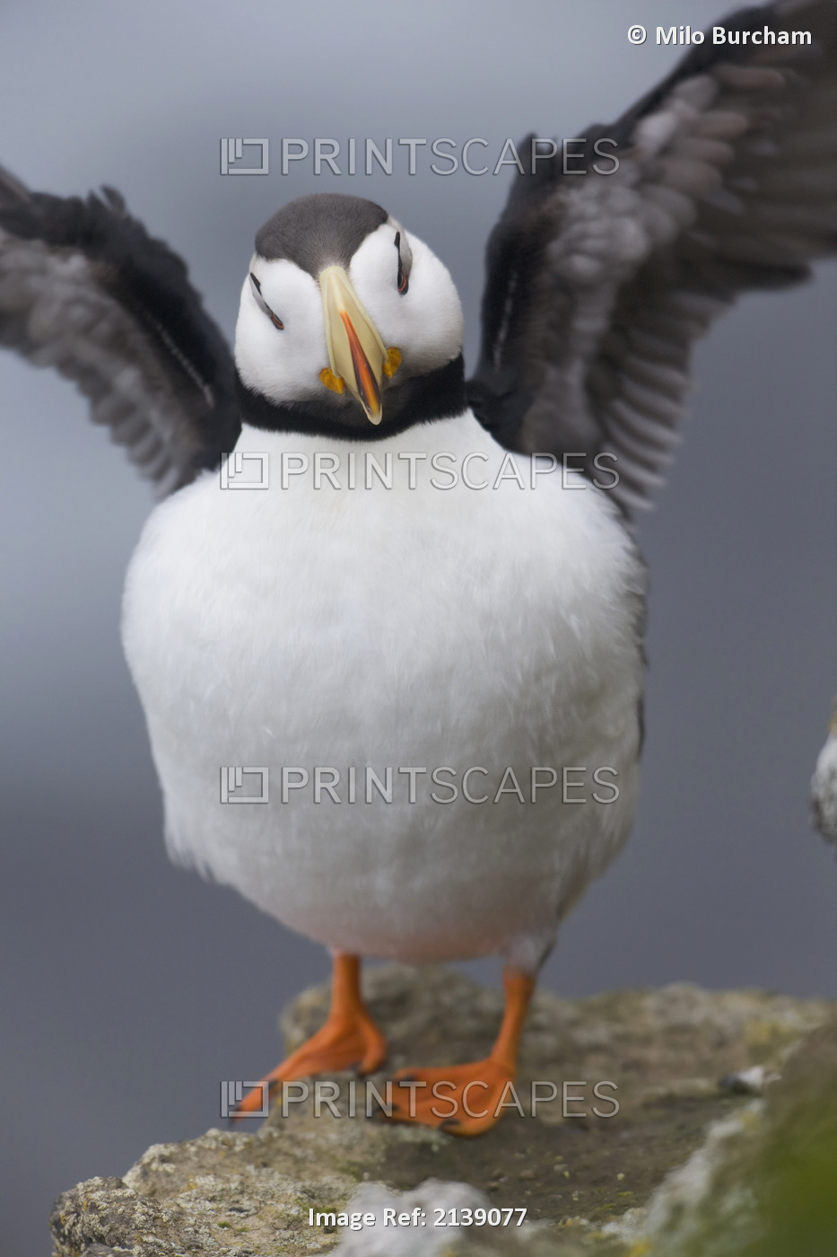 Horned Puffin With Wings Outstretched, Saint Paul Island, Pribilof Islands, ...