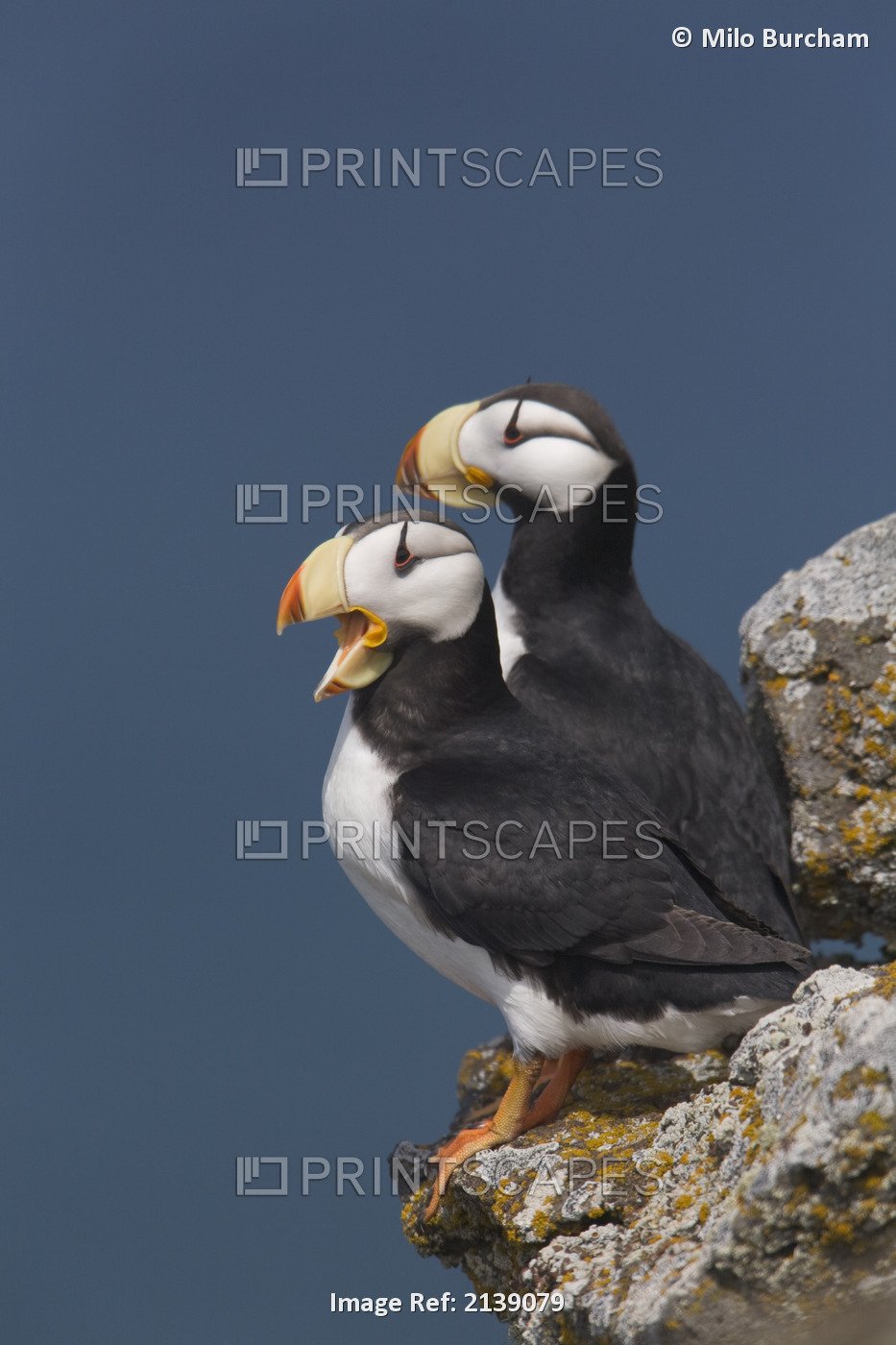 Horned Puffin Pair, One Yawning, Perched On Rock Ledge With The Blue Bering Sea ...