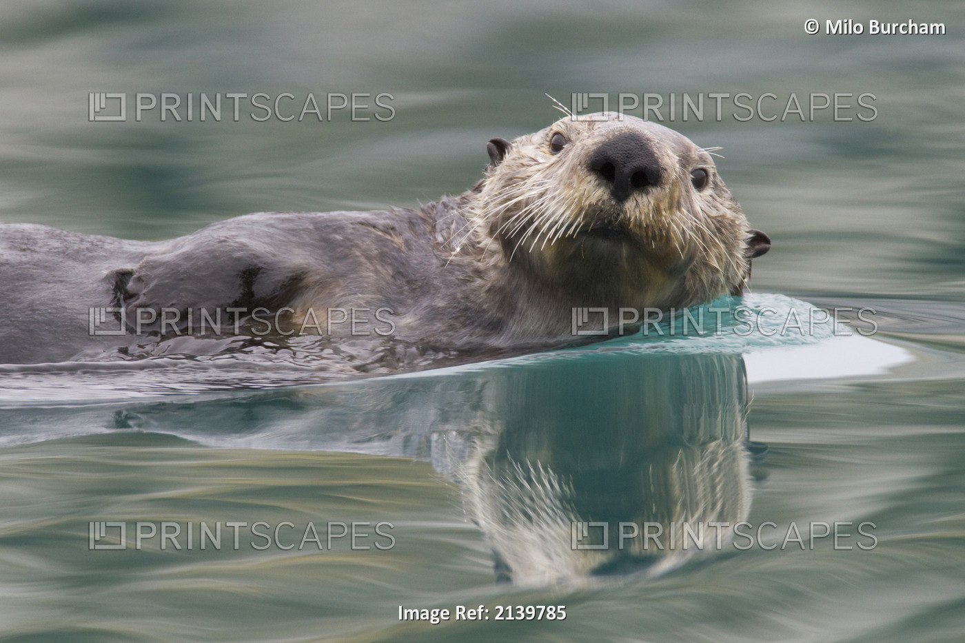 Sea Otter Swimming In Glassy Calm Green Water With Reflection, Prince William ...