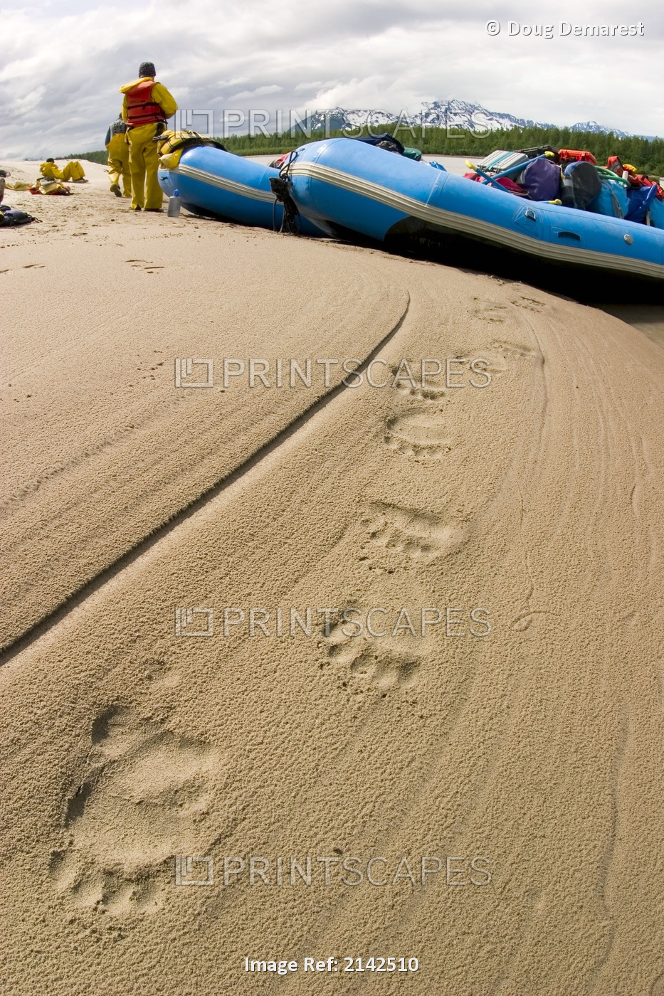 Brown Bear Tracks In The Sand In The Foreground As Rafters Bring Raft To Shore ...