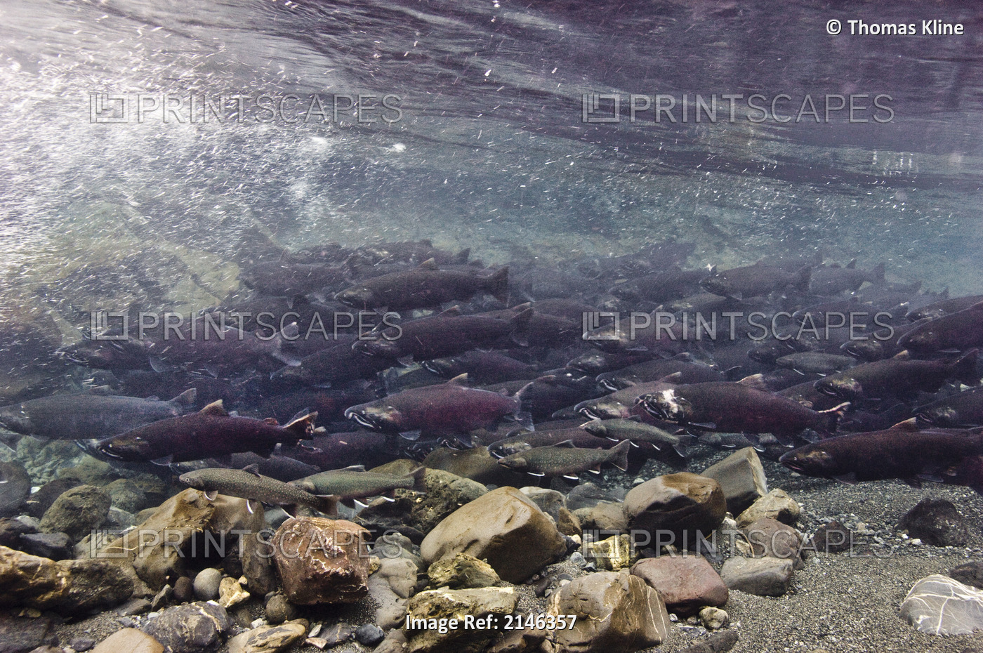 Underwater view of coho salmon migrating to freshwater spawning grounds, Power ...