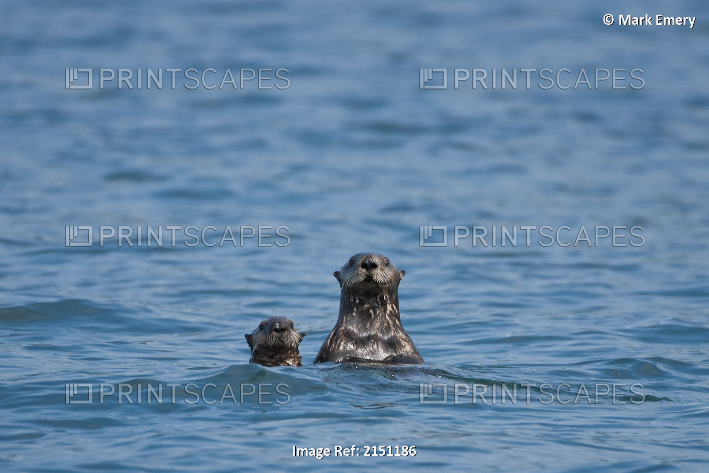 Sea Otters Swimming In The Waters Of Bristol Bay During Summer In Southwest, ...