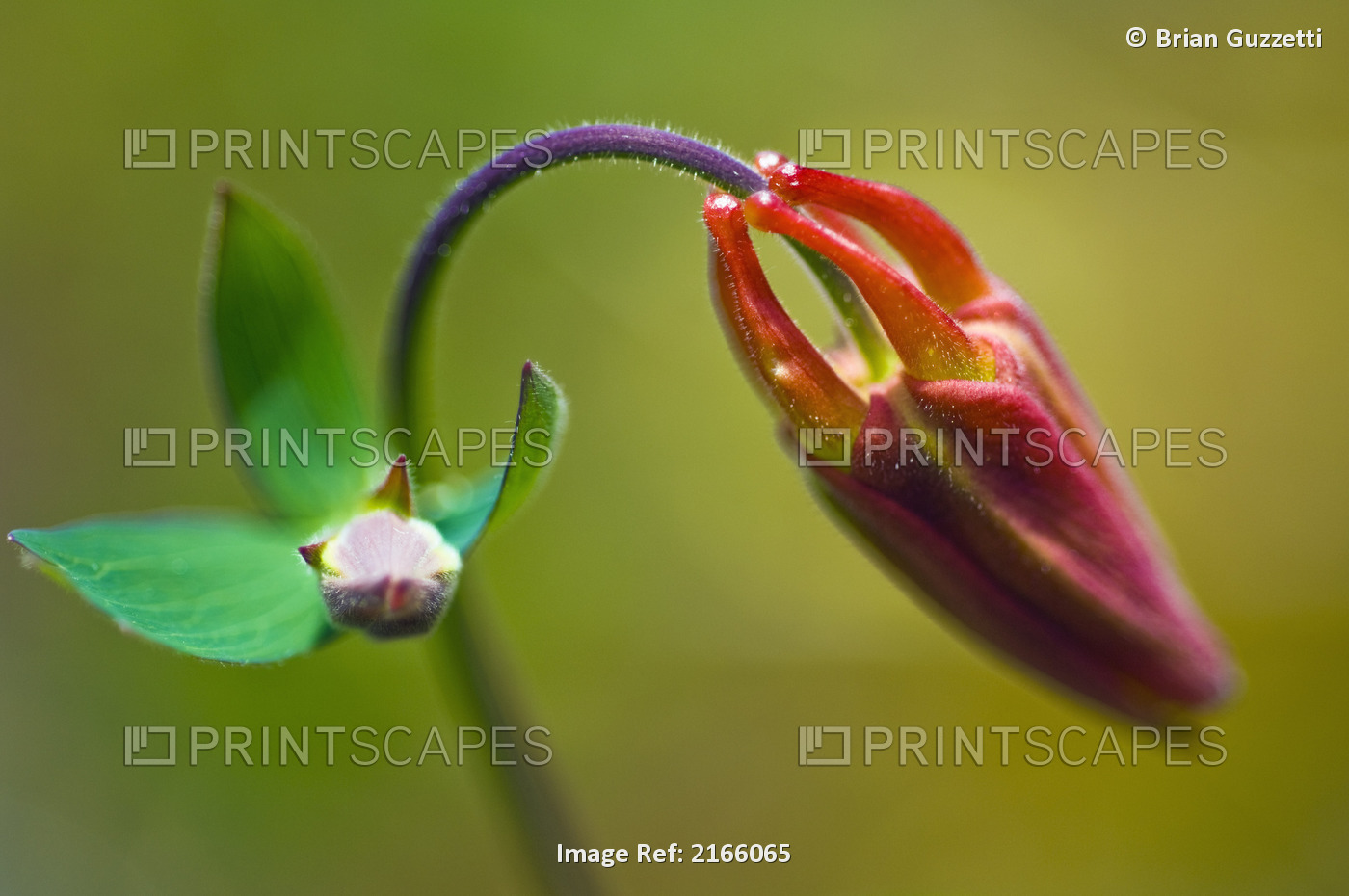 The Developing Corolla Of Columbine, A Common Wildflower In Alaska Which ...