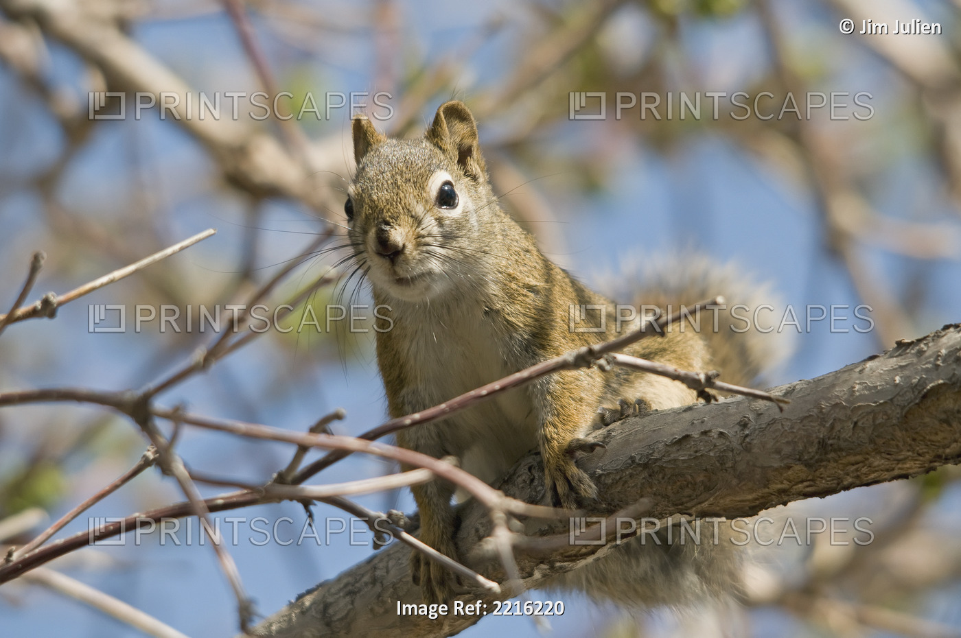 A squirrel in a tree;Edmonton alberta canada