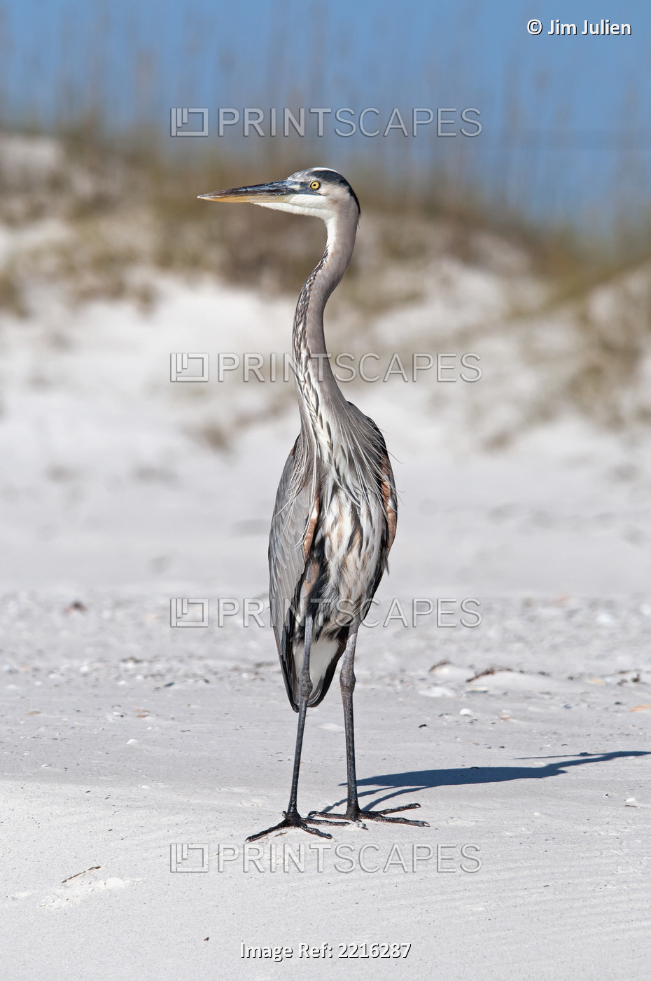 Blue heron on the sand;Gulf shores alabama united states of america