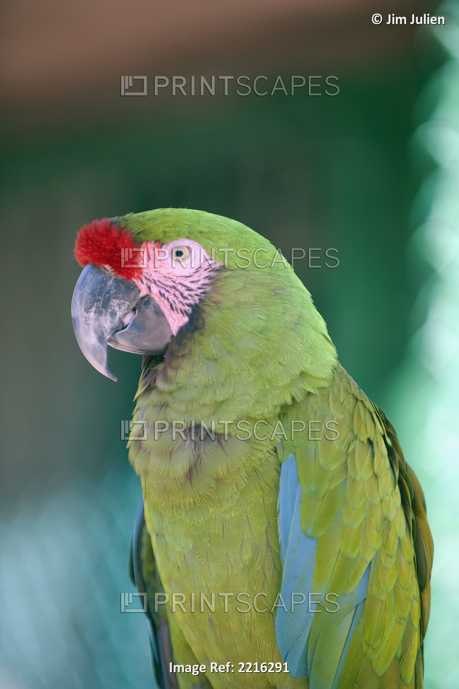 Close up of a parrot;Puerto vallarta mexico