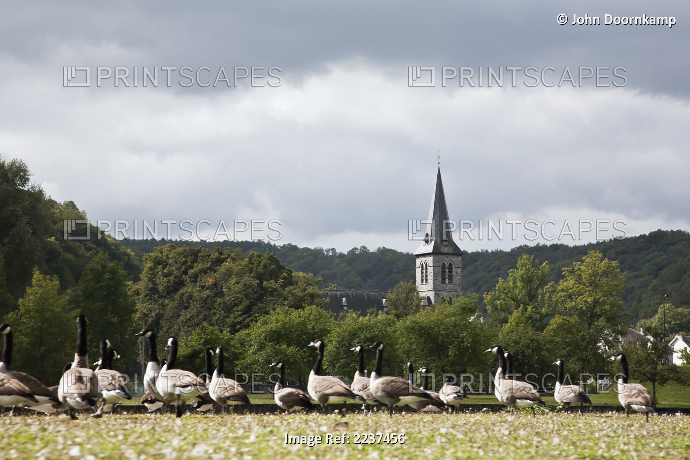 CANADA GEESE AND CHURCH SPIRE ALONG THE BANKS OF THE RIVER MEUSE, DINANT, BELGIUM