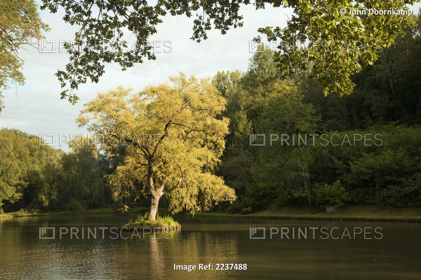 Tree In A Lake; Venlo, Holland
