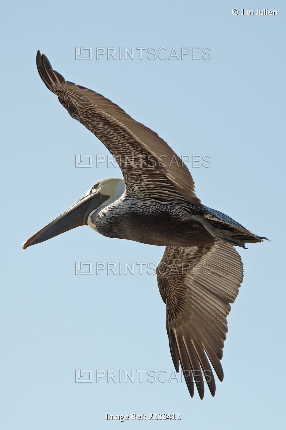 A bird in flight;Gulf shores alabama united states of america