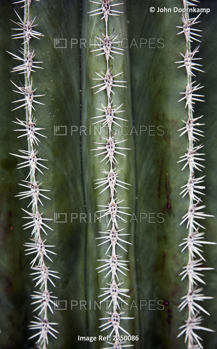 A symmetrical vertical pattern of spikes on a cactus plant.