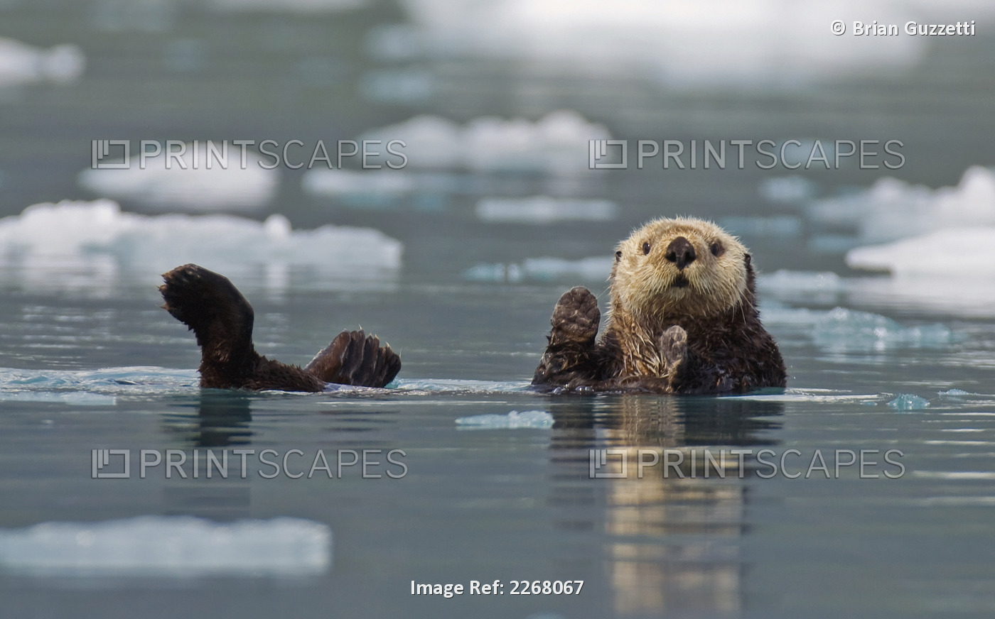 Sea Otter (Enhydra Lutris) Swims On It's Back Amidst The Sea Ice; Prince ...