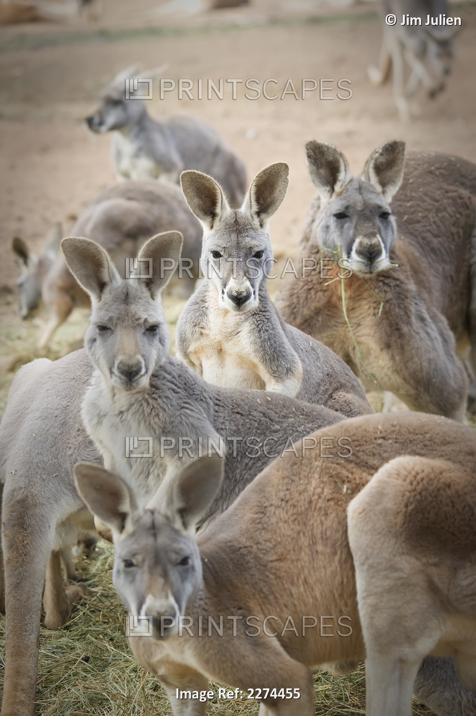 Kangaroos;Waga waga australia