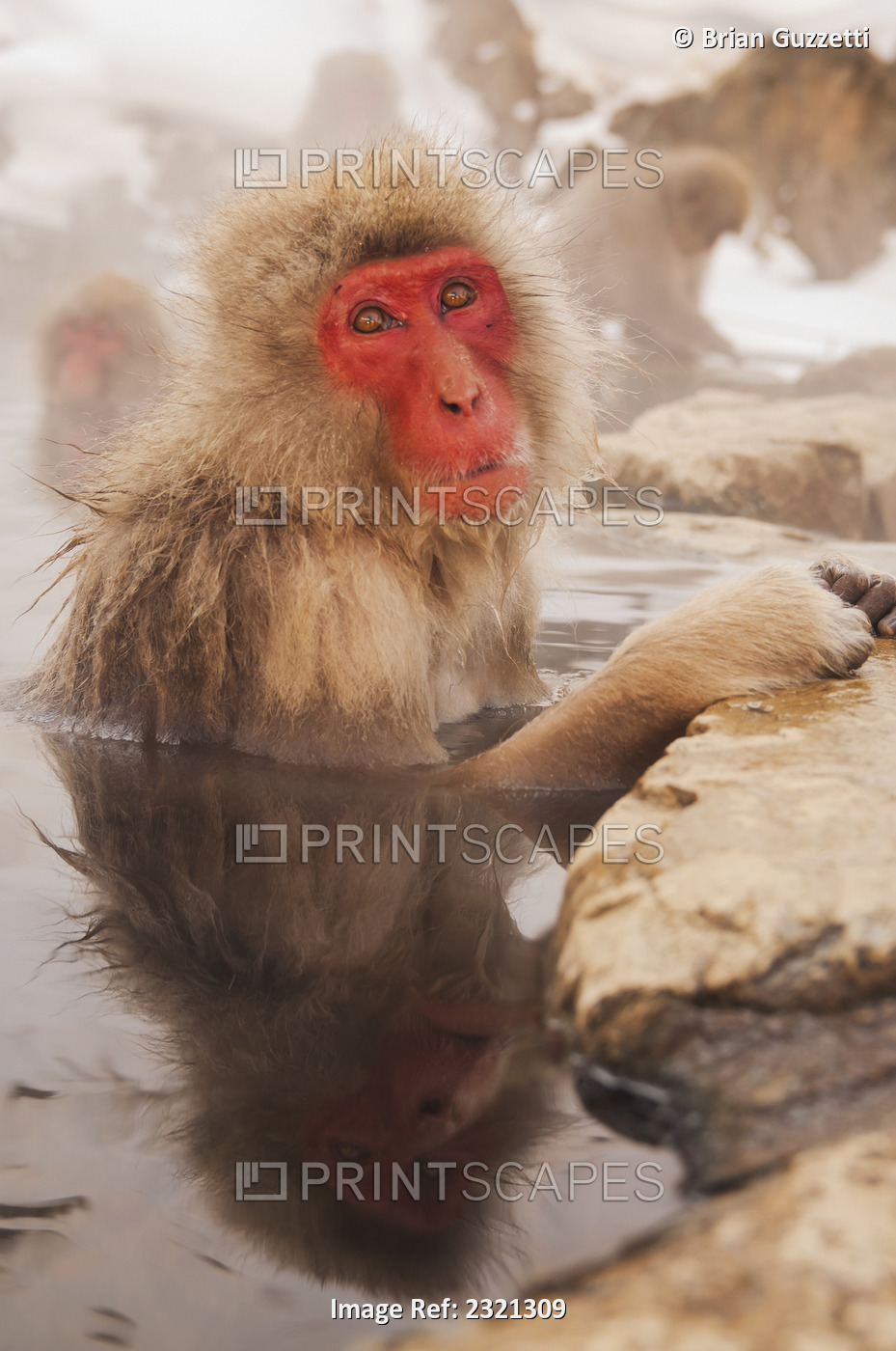 Japan, Nagano-ken, Yudanaka, Japanese Macaque (Macaca fuscata) soaking in ...