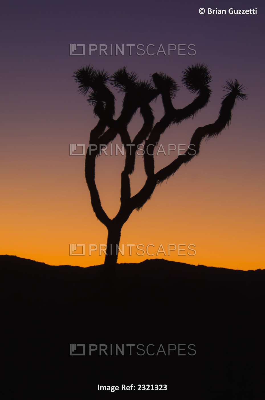 Silhouette of a joshua tree at sunset in joshua tree national park;California ...