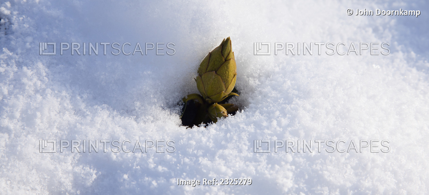 A rhododendron bud emerging through the snow; England