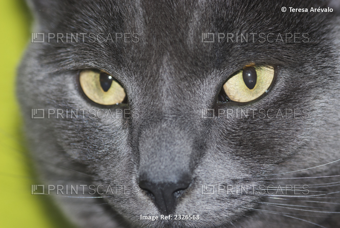 UK, England, Blackheath; London, face close up, Russian Blue cat