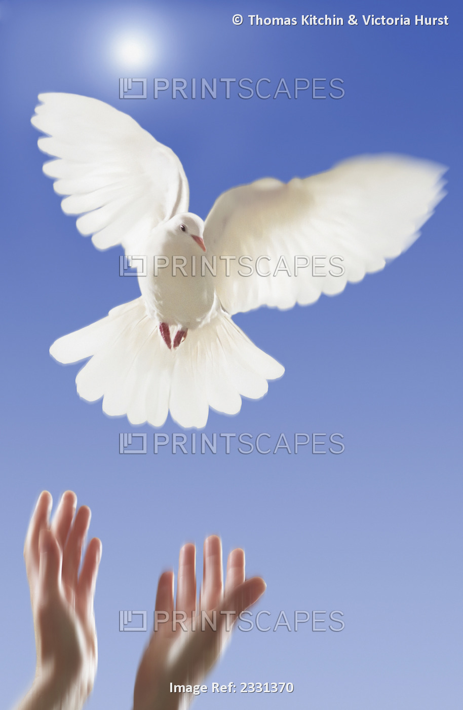 Hands releasing white dove;Vancouver british columbia canada