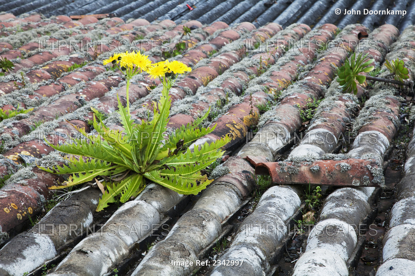 Dandelion on tiled roof; Portugal