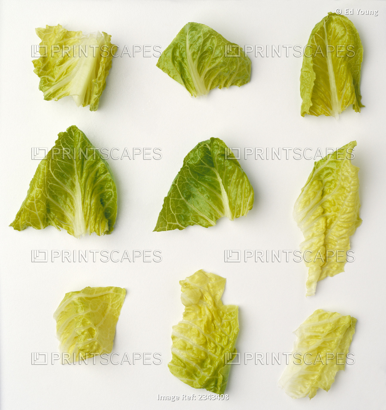 Agriculture - Closeup of chopped Romaine lettuce pieces on a white surface, ...