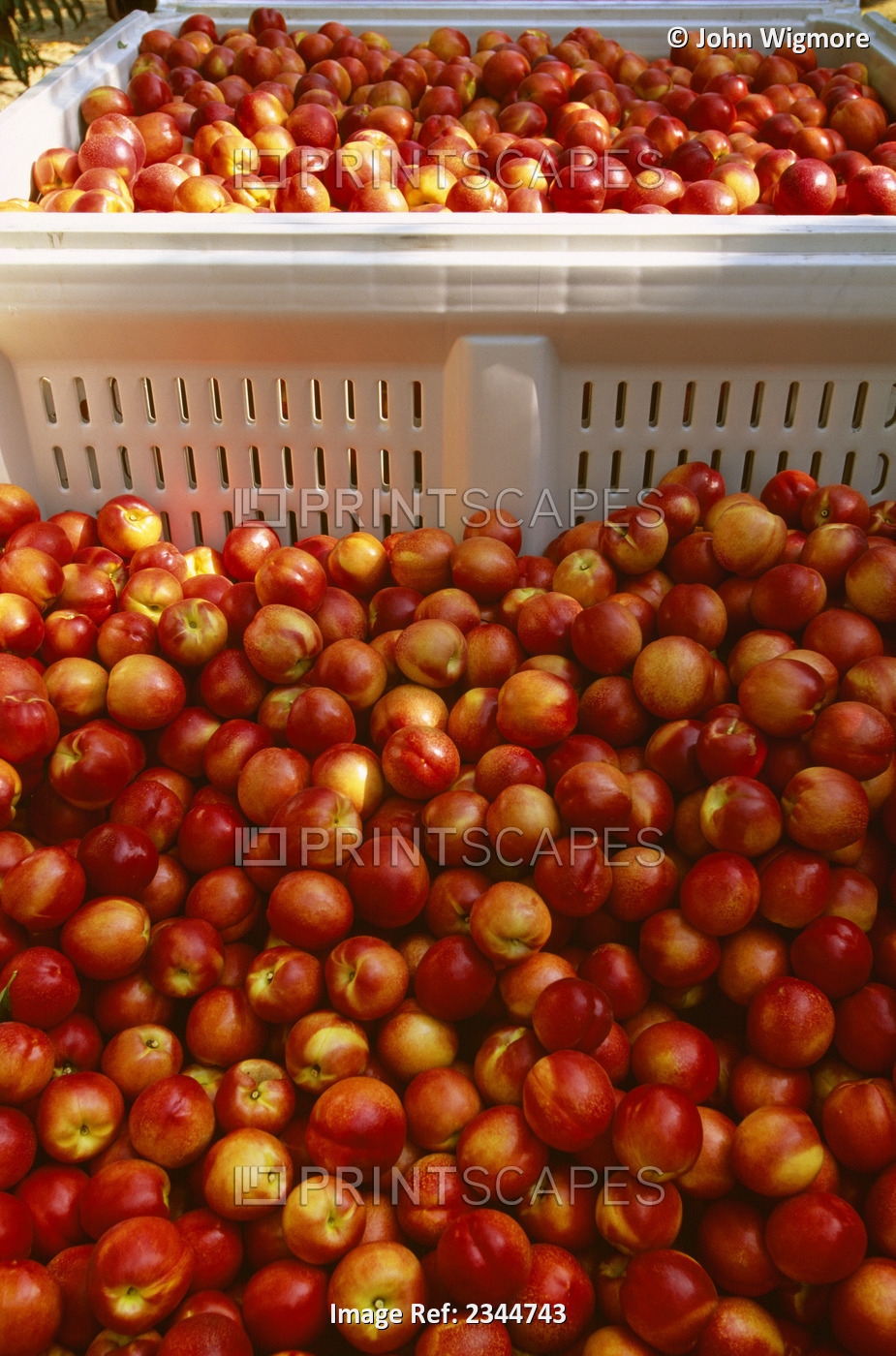 Agriculture - Freshly harvested ripe nectarines in field bins / San Joaquin ...