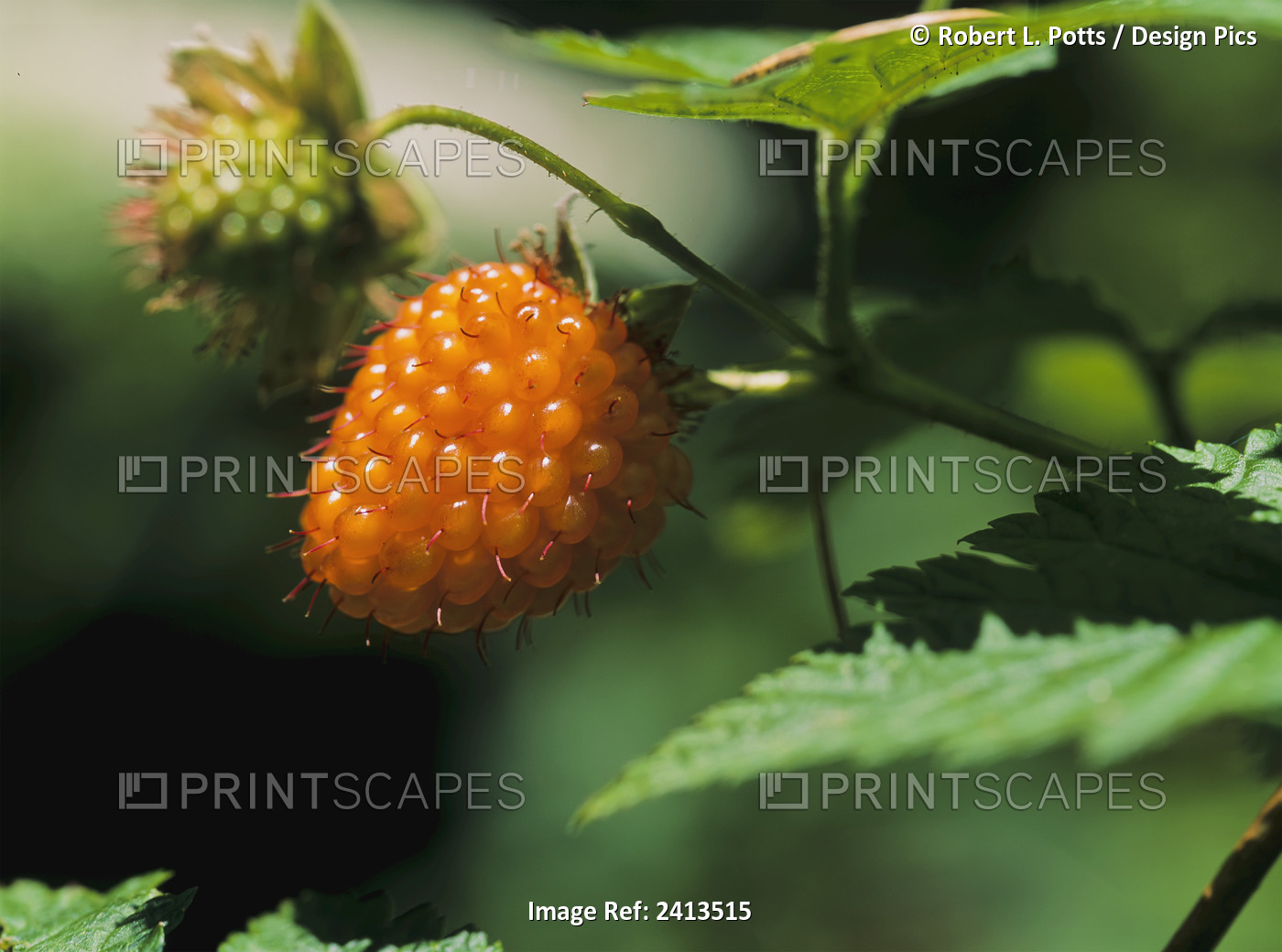 Salmonberry (Rubus Spectabilis); Waldport, Oregon, United States Of America