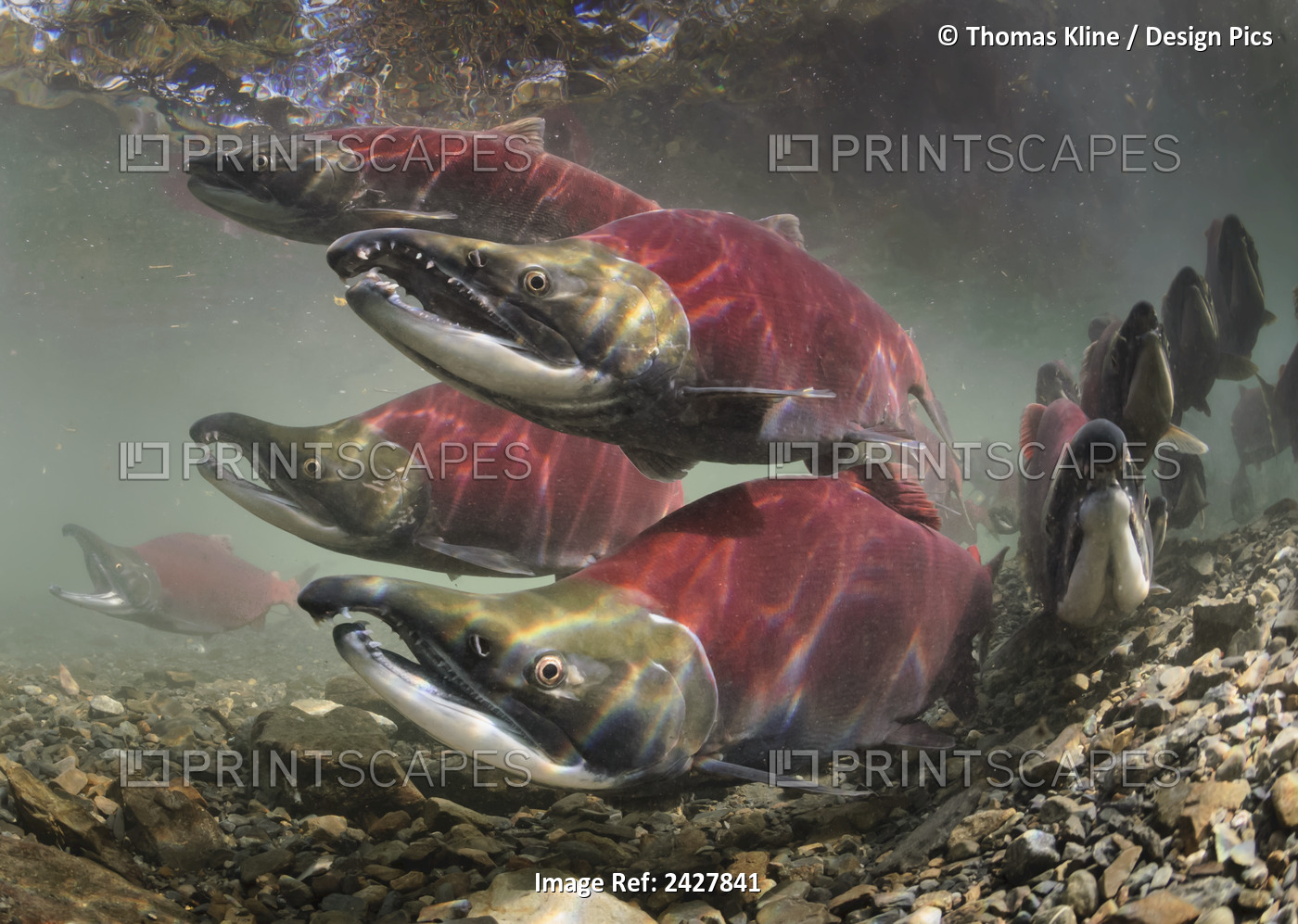 Schooled Mature Sockeye/Red Salmon (Oncorhynchus Nerka; Salmonidae) Arriving On ...