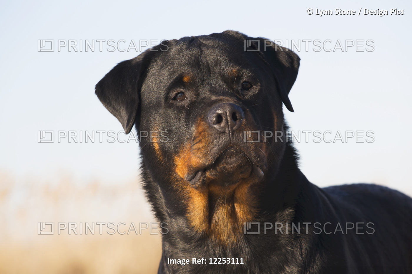 Portrait Of Rottweiler Dog On Winter Beach; Guilford, Connecticut, USA