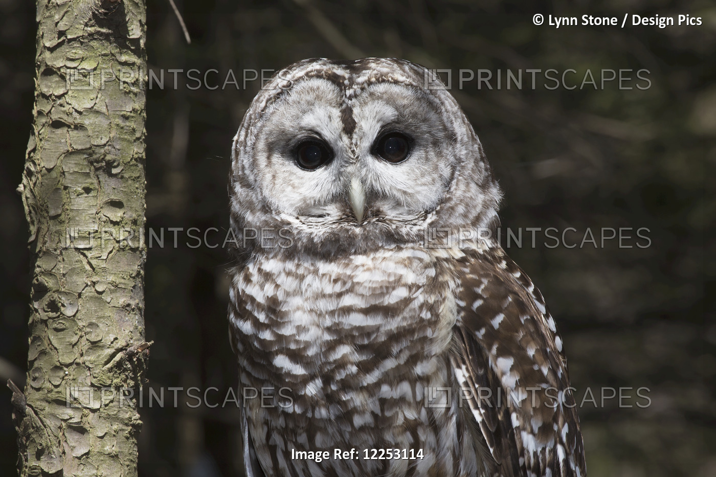 Northern Barred Owl Perched On Birch Limb; Connecticut, USA