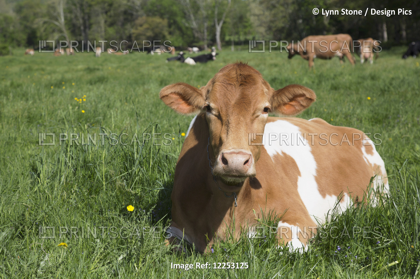 Guernsey Cow Chewing Cud, Lying In Lush Spring Meadow; Granby, Connecticut, ...