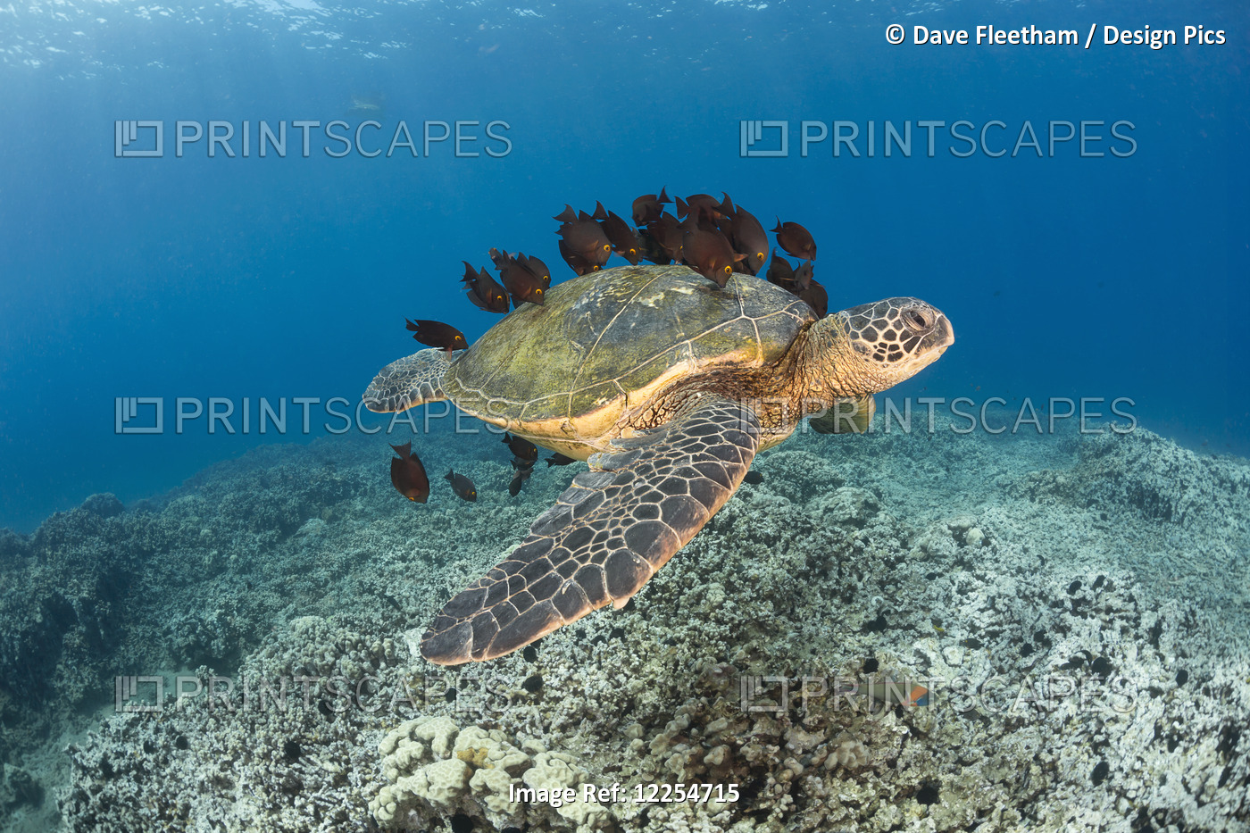 This Green Sea Turtle (Chelonia Mydas), An Endangered Species, Is Having It's ...