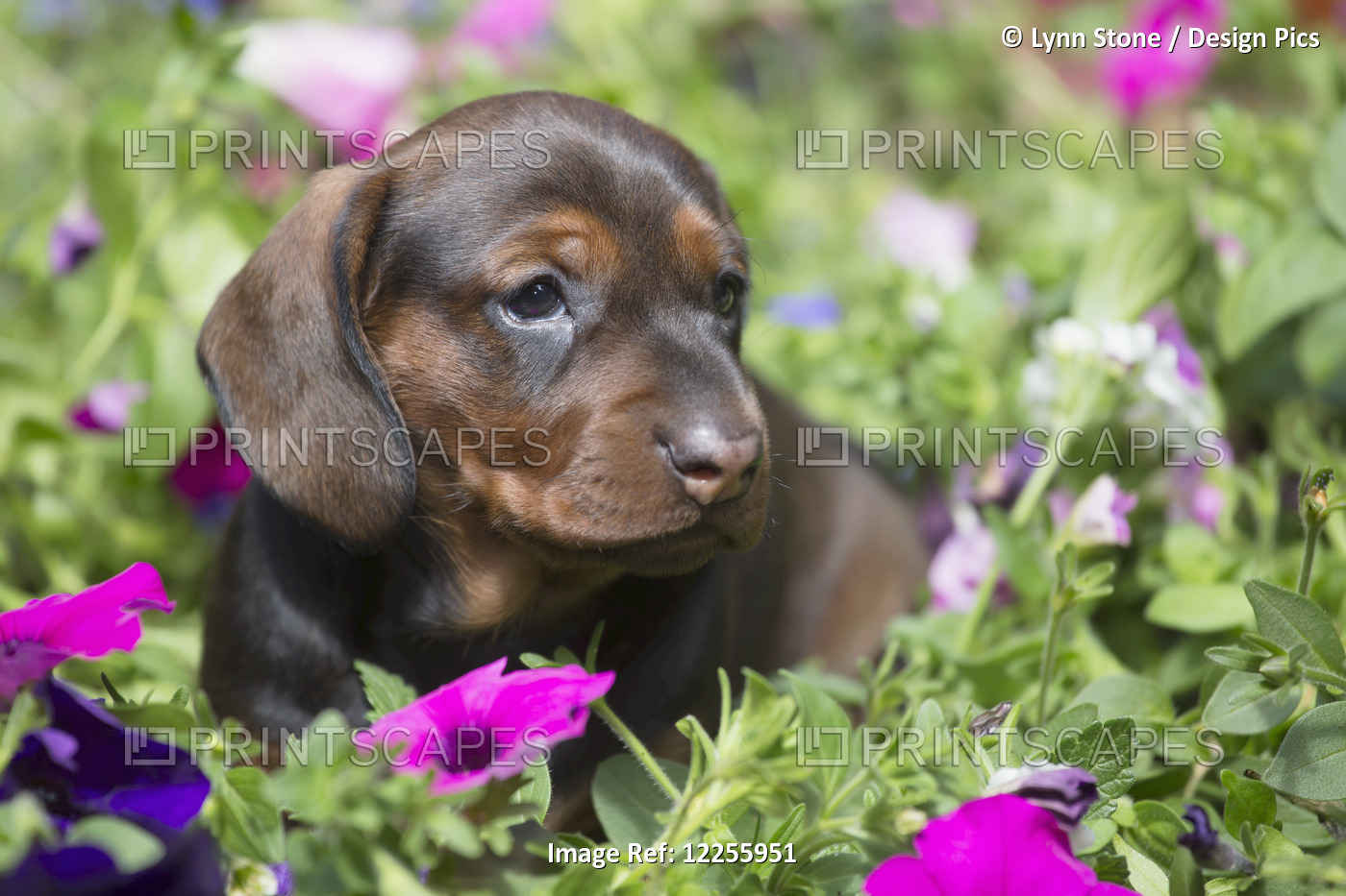 Standard Dachshund Puppy In Summer Garden Flowers; Monroe, Connecticut, United ...
