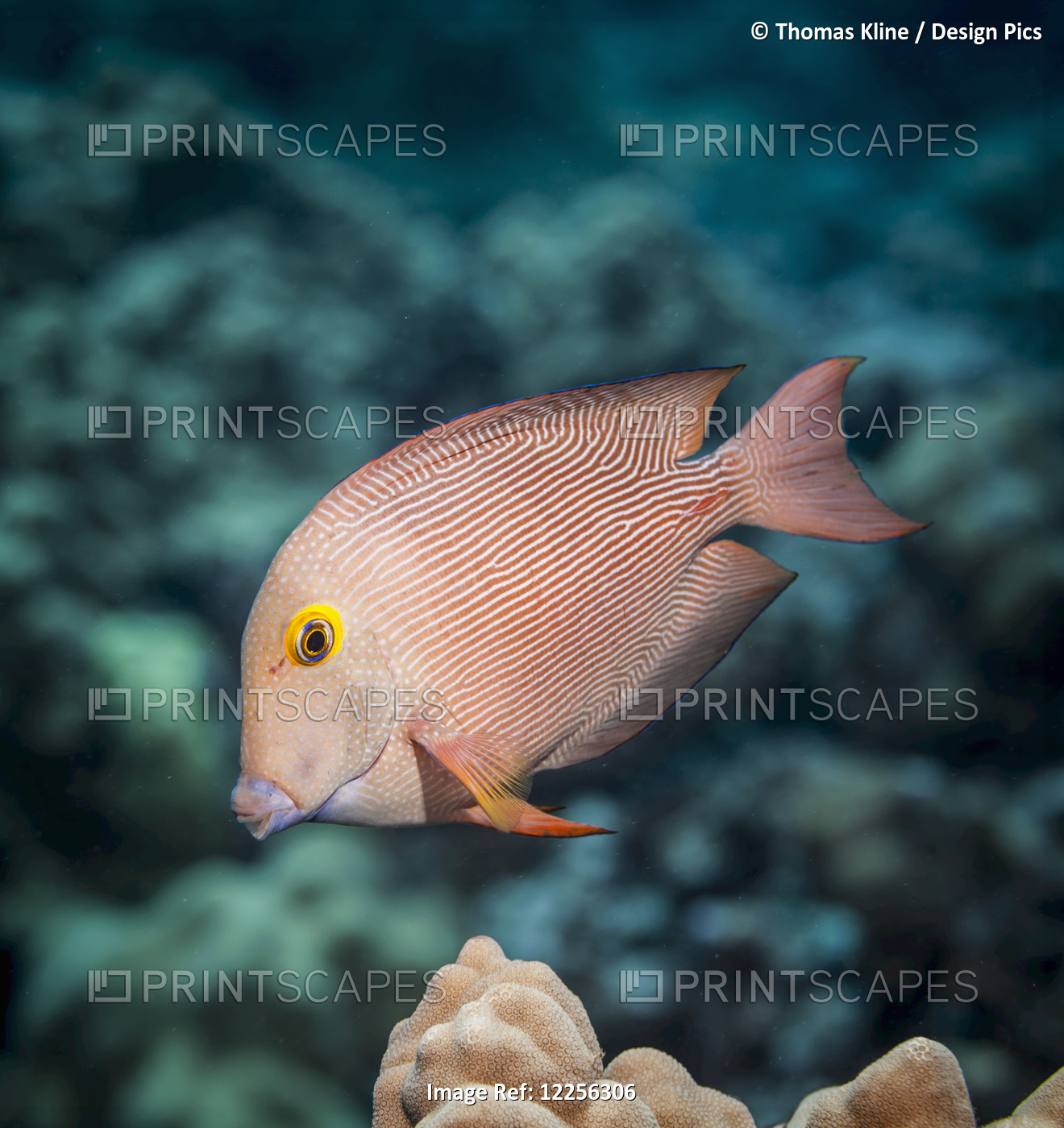 Goldring Surgeonfish (Ctenochaetus Strigosus) Near Kona; Island Of Hawaii, ...