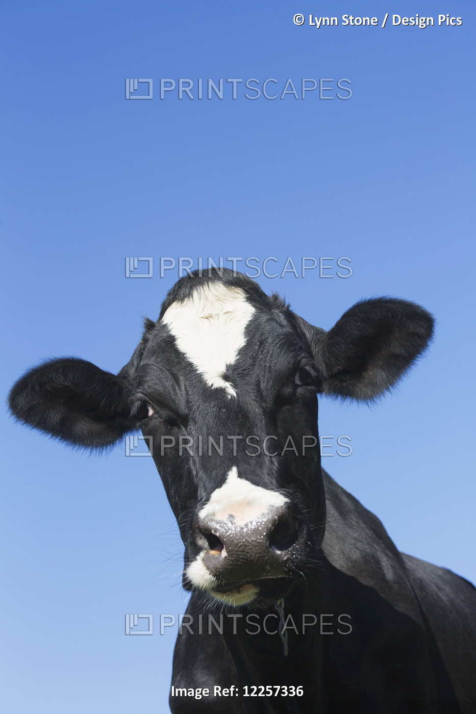 Holstein Dairy Cow; Granby, Connecticut, United States Of America