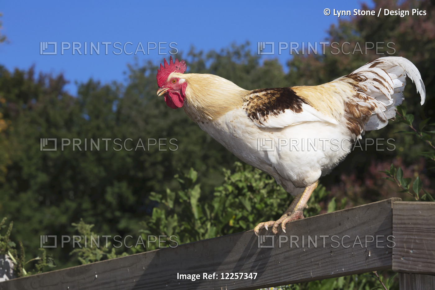 Traditional (Non-Commercial Type) Leghorn Rooster Crowing; Madison, ...