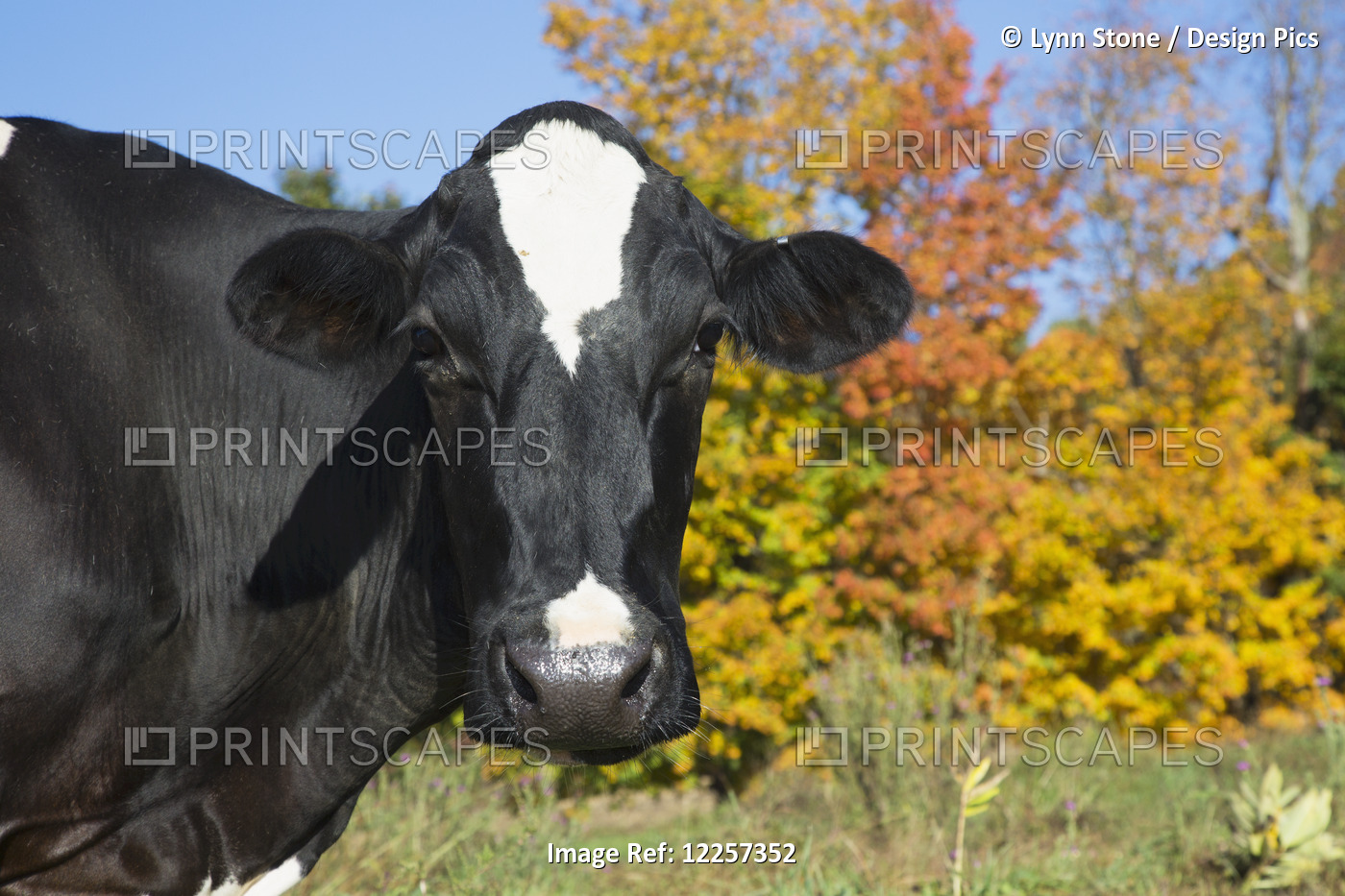 Holstein Dairy Cow In Autumn Pasture; Salem, New York, United States Of America